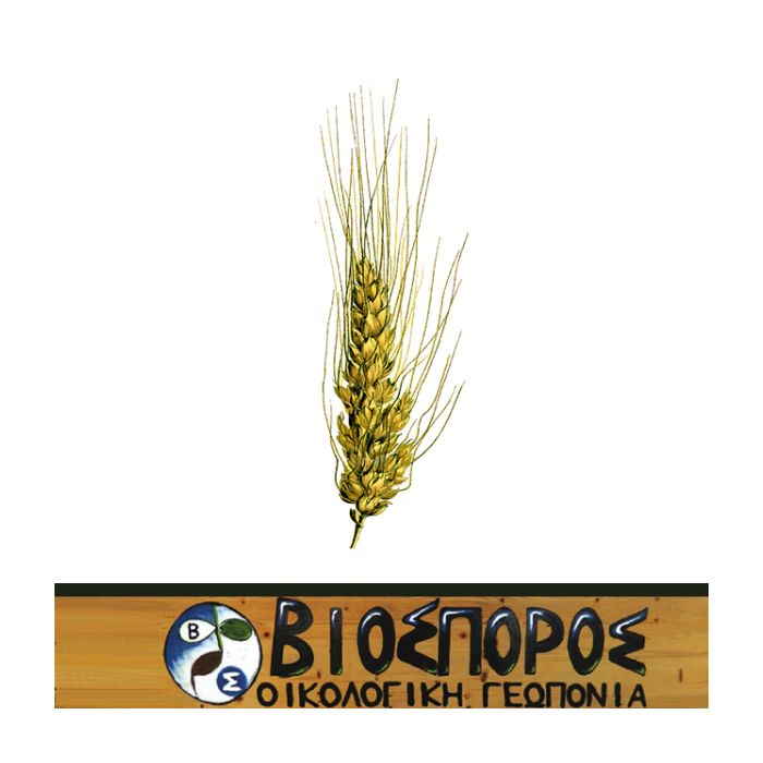 Σιταρι Triticum Durum 100gr
