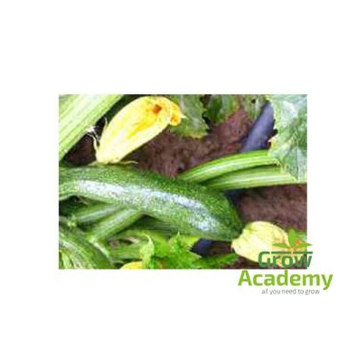 Κολοκυθακι Giromontiina Zuboda