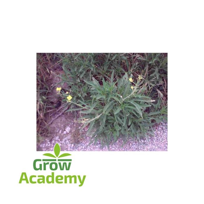 Ροκα αγρια Diplotaxis Tenuifolia (0.5gr)