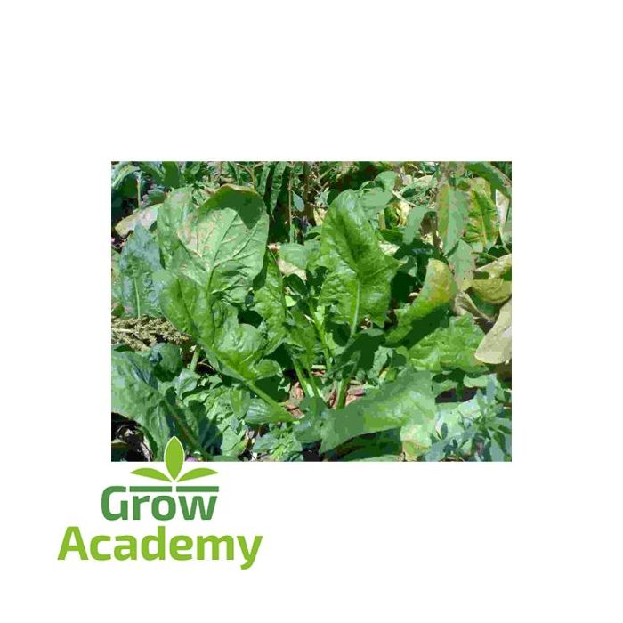 Σπανακι Χειμερινες Ποικιλιες Butterflay