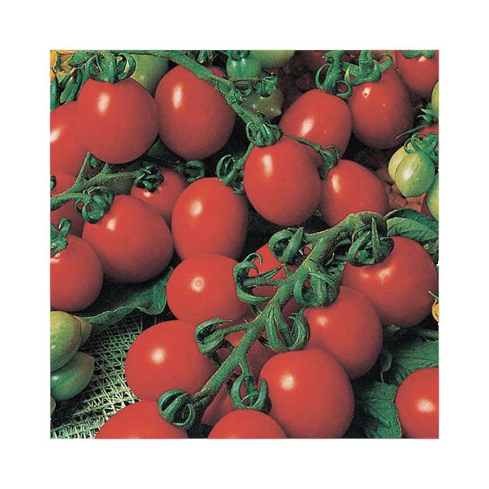 Τοματινι-Κερασι Principe Borghese