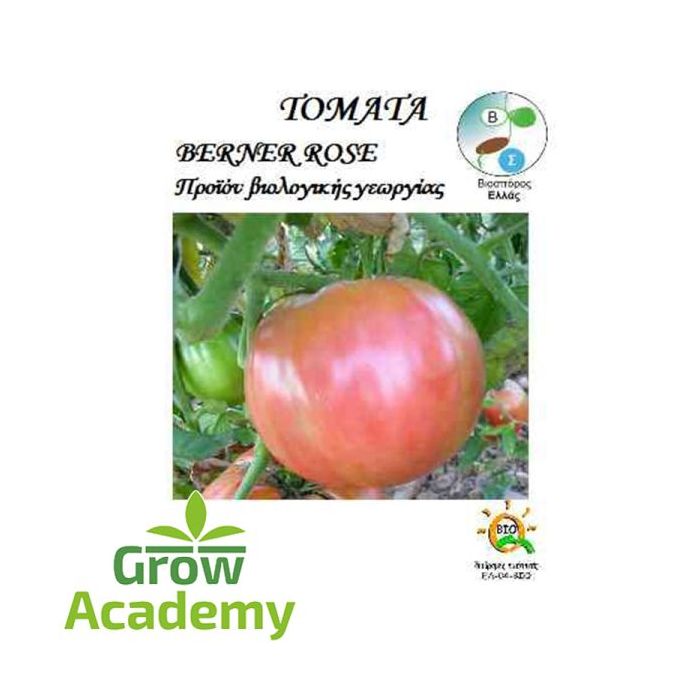 Τοματα Επιτραπεζια Berner Rose