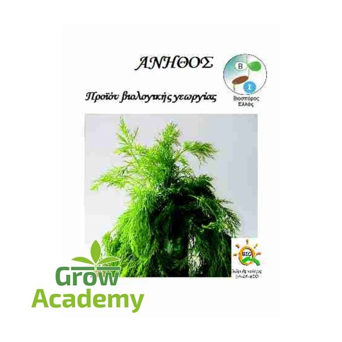 Ανηθος Καλλιεργουμενος Anethum Graveolens (5gr)
