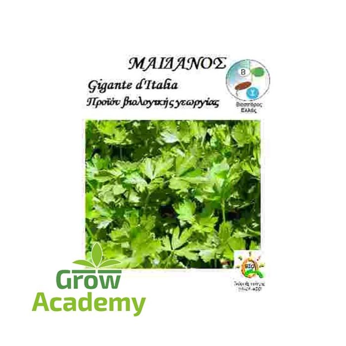Μαϊδανος Gigante D’Italia (5gr)