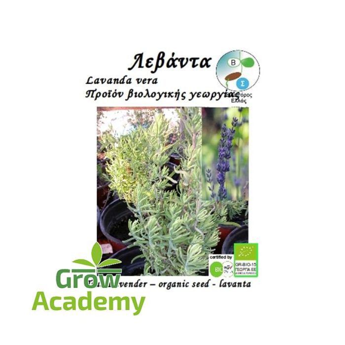Λεβαντα Lavandula Angustifolia