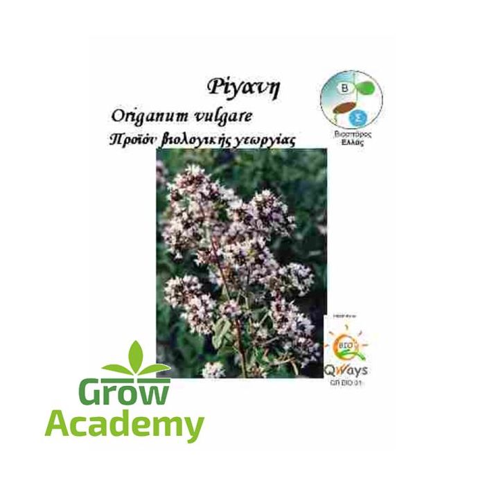 Ριγανη Πολυετης Origanum Vulgare (0.1gr)