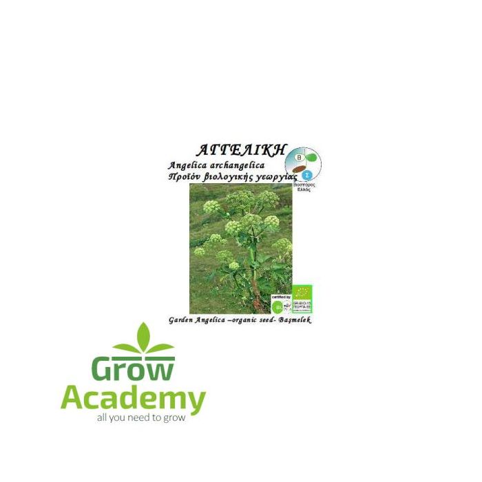 Αγγελικη Angelica Archangelica 0.2gr