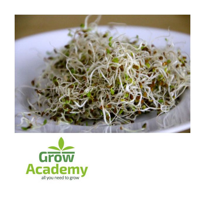 Μηδικη (ΑλφαΑλφα) Φύτρα (50gr)