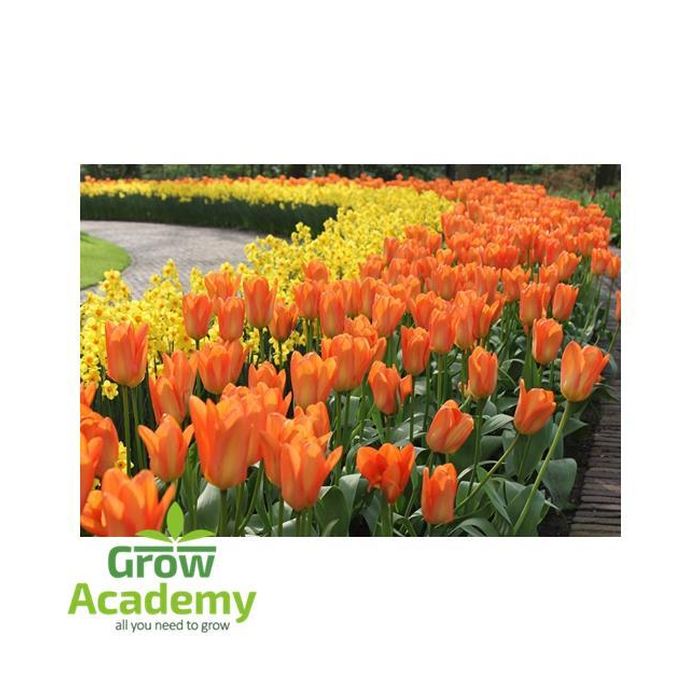 Βολβοι Τουλιπα Orange Emperor