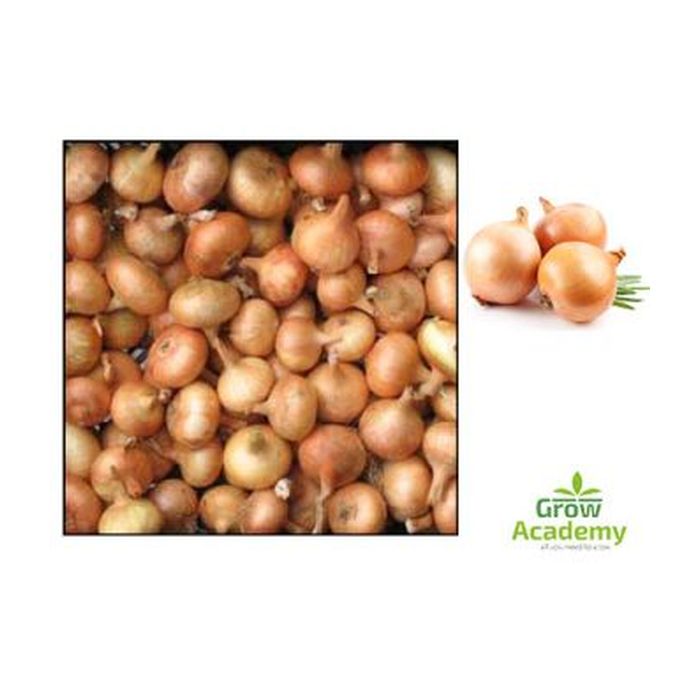 Κοκκαρι Stuttgart 20/30 (500 gr)