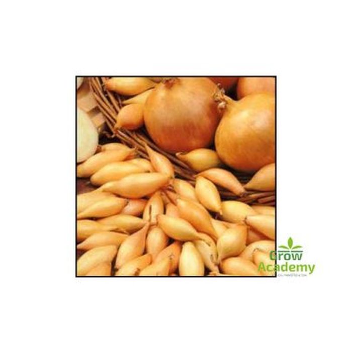 Κοκκαρι Sturon Μακρυ 8/21 (500 gr)