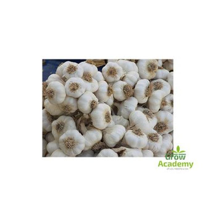 Βολβοι Κοκκινου Σκορδου 40/45 (5kg)