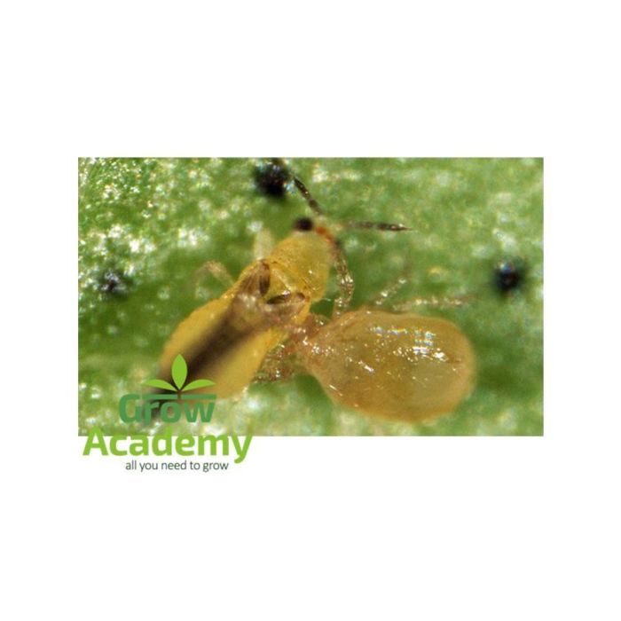 Amblyseius Swirskii 50.000 Άτομα