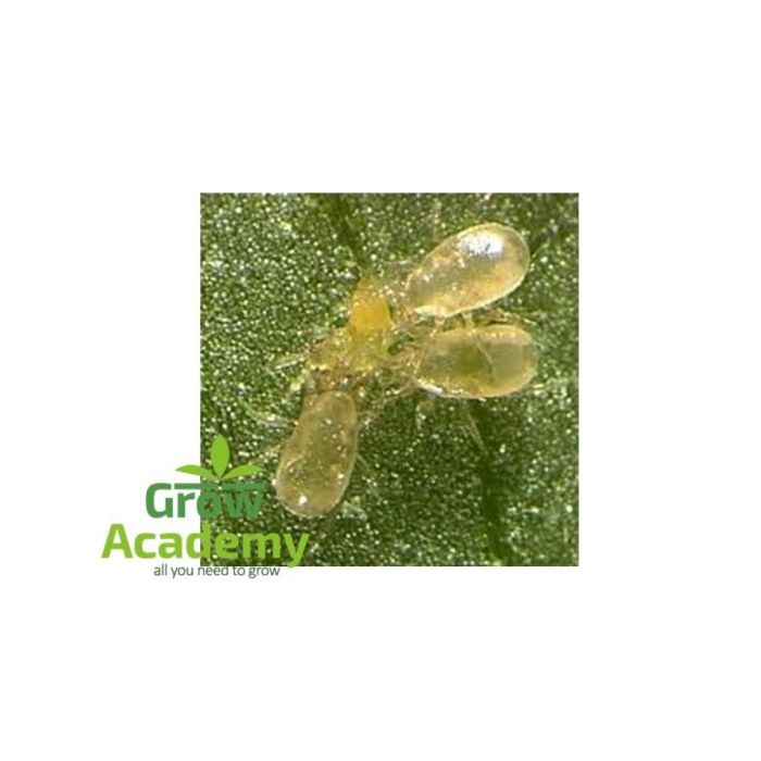 Amblyseius Cucumeris 300.000 Άτομα