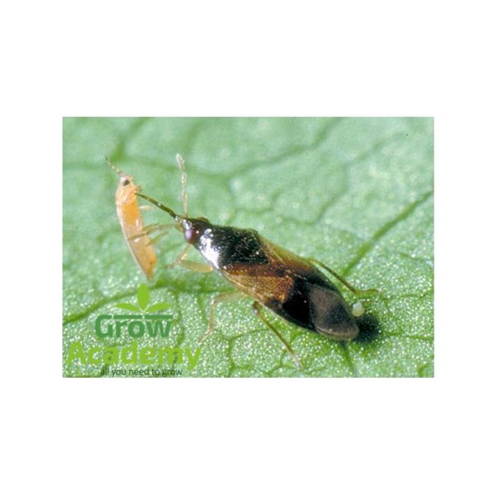 Orius Laevigatus 1000 Ενήλικα