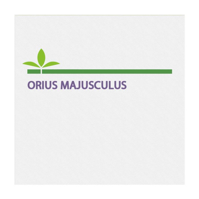 Orius Majusculus