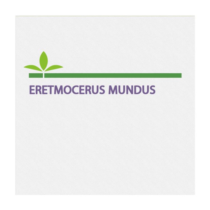 Eretmocerus Mundus