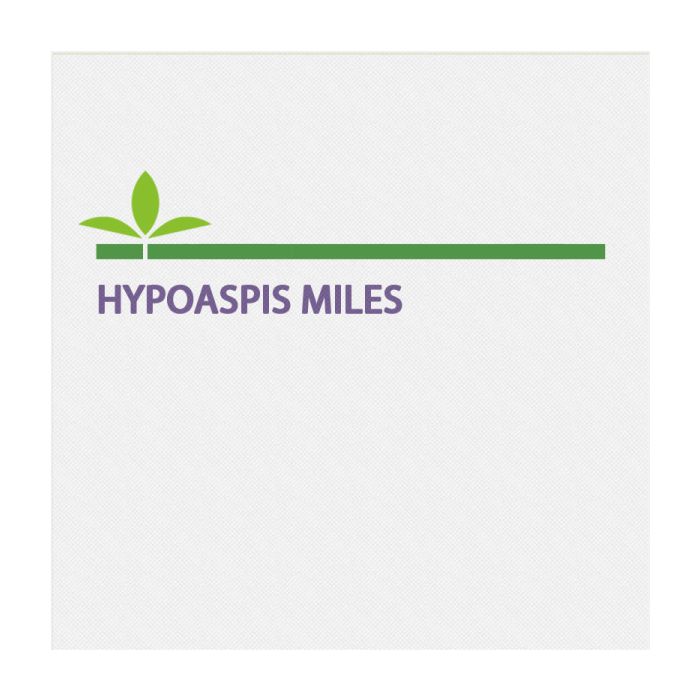 Hypoaspis Miles