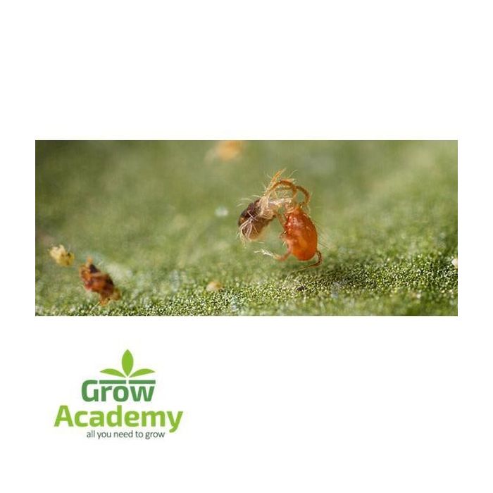 Phytoseiulus Persimilis 2.000 Άτομα