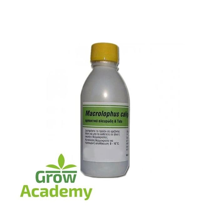 Macrolophus Pygmaeus