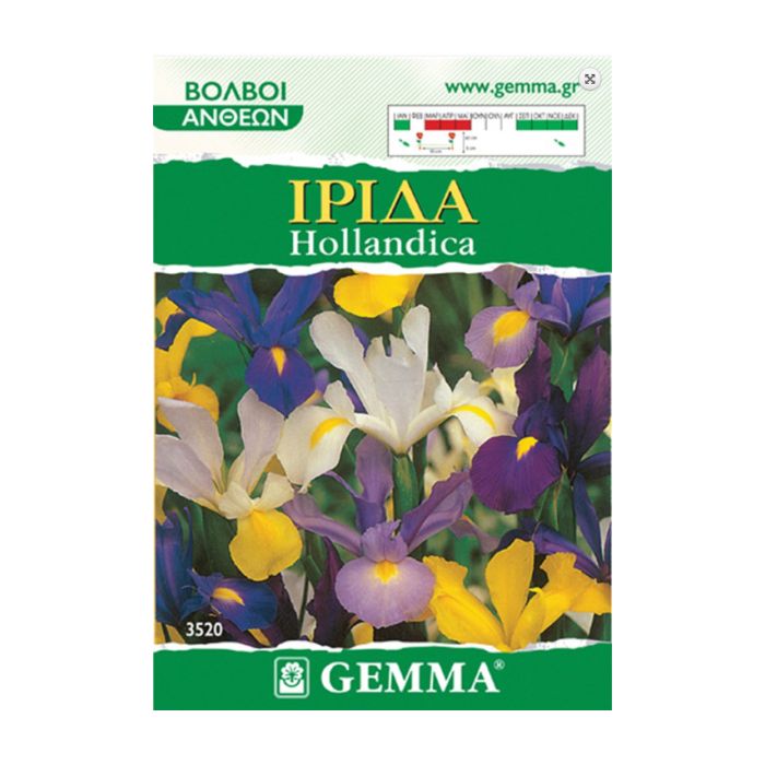 Βολβοι Ιριδα Hollandica