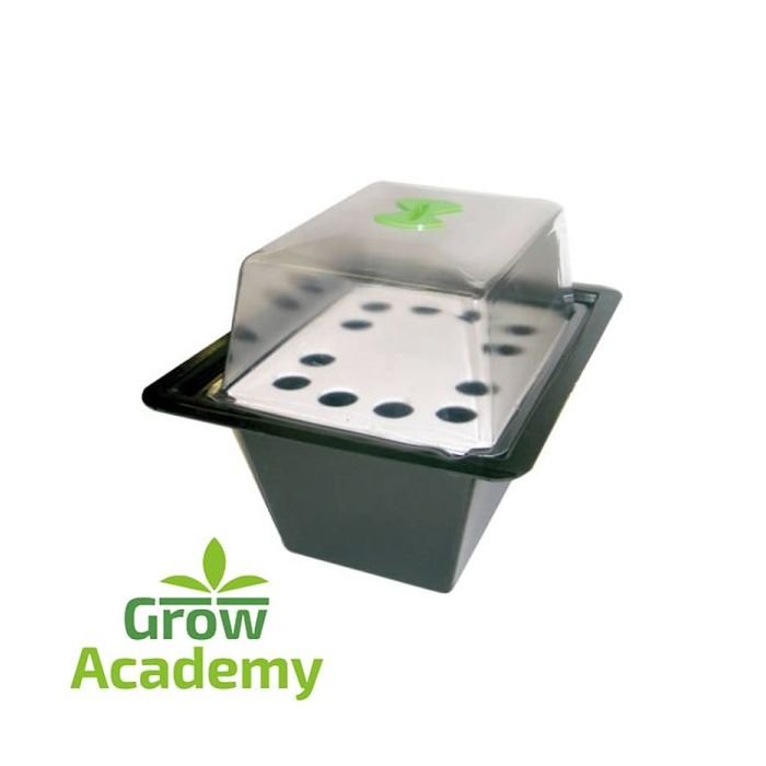 X-Stream Propagator