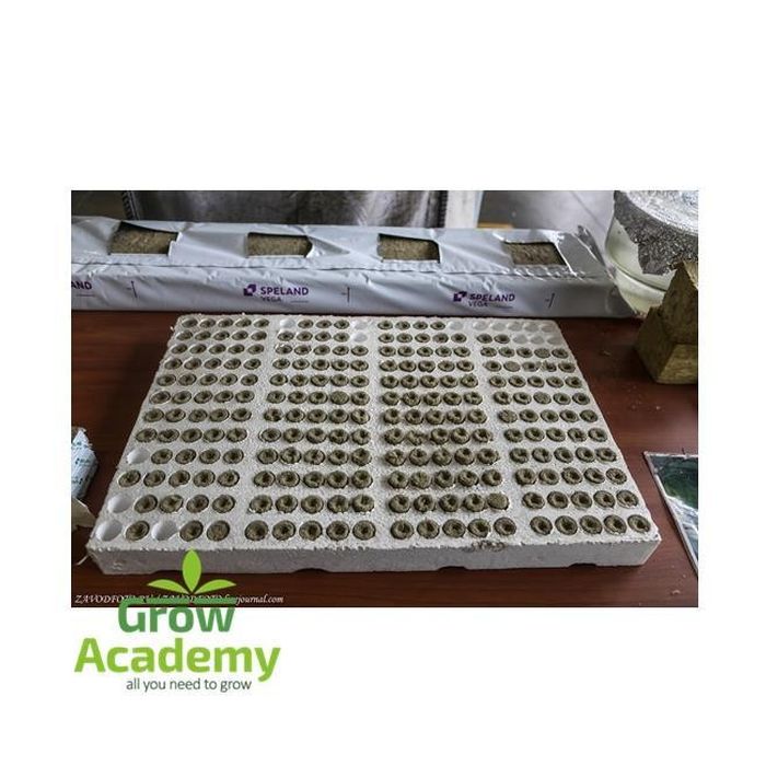 Speland Base 22x27 - 240Pcs