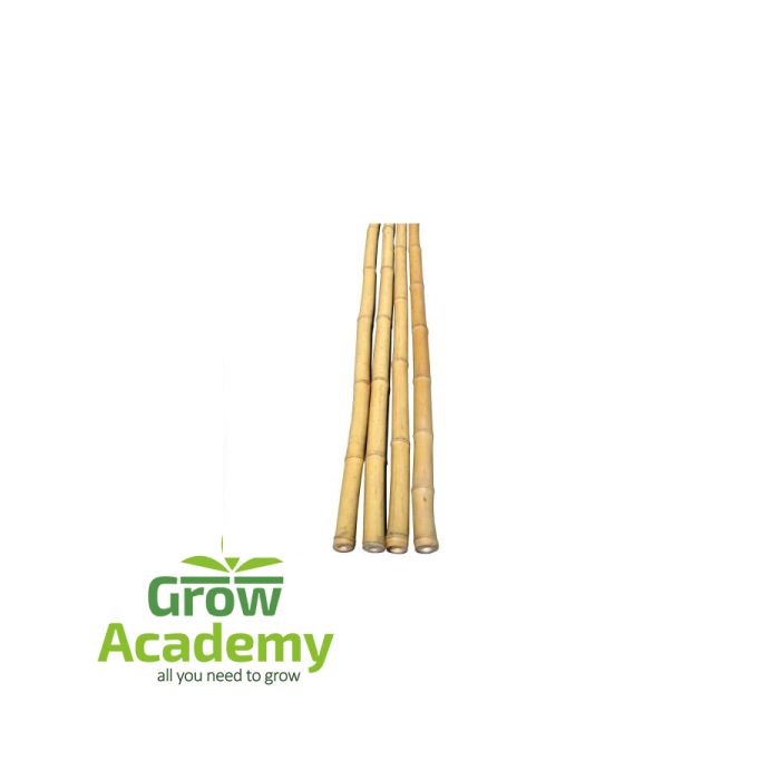 Kαλαμι Βαμβοο 153 cm (10/12)